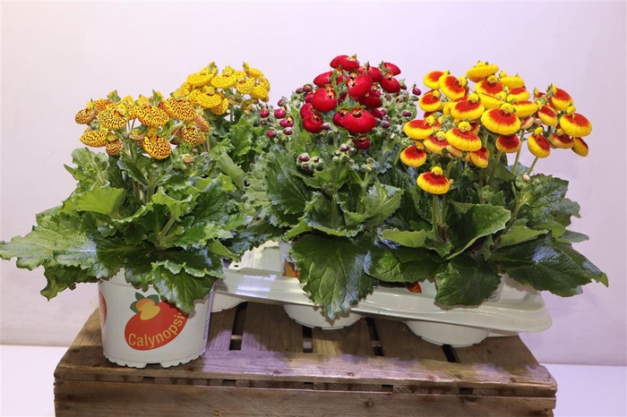 <h4>Calc Cal Gem</h4>