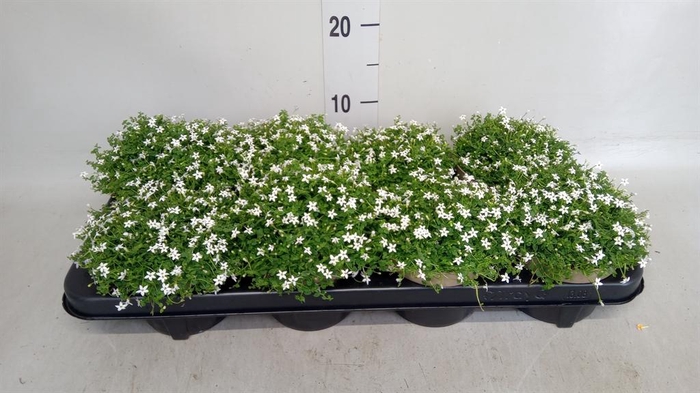 <h4>Isotoma fluviatilis</h4>