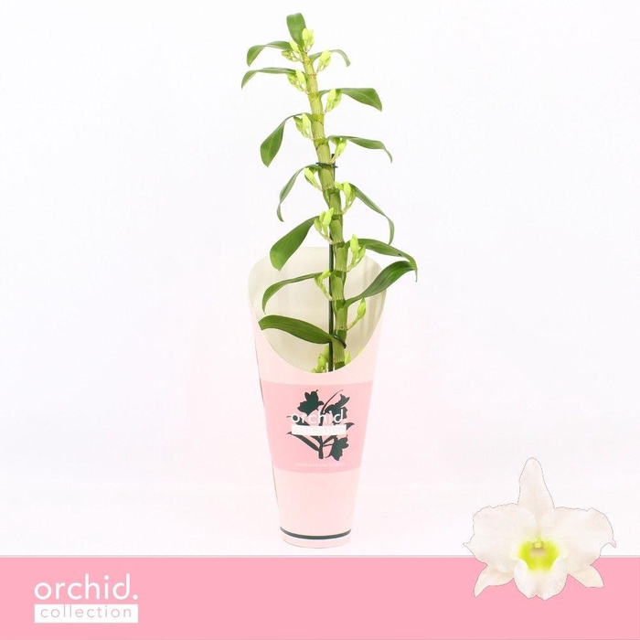 <h4>Dendrobium Nobilé, Apollon 1-spike 65+ cm 'Orchid Collection' Potcover</h4>