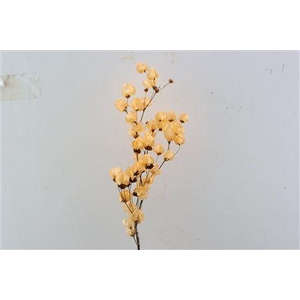 Dried Bougainvillea X5 55cm Salmon Bunch