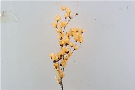 <h4>Dried Bougainvillea X5 55cm Salmon Bunch</h4>