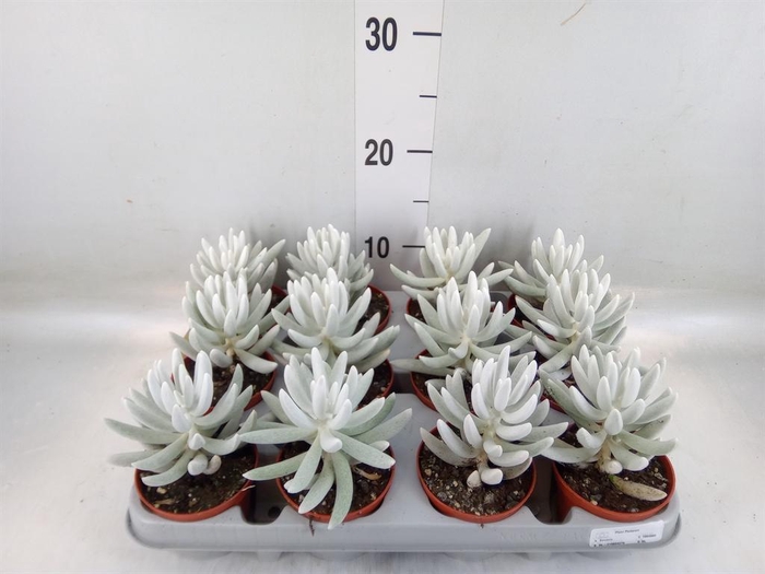 <h4>Senecio   ...</h4>