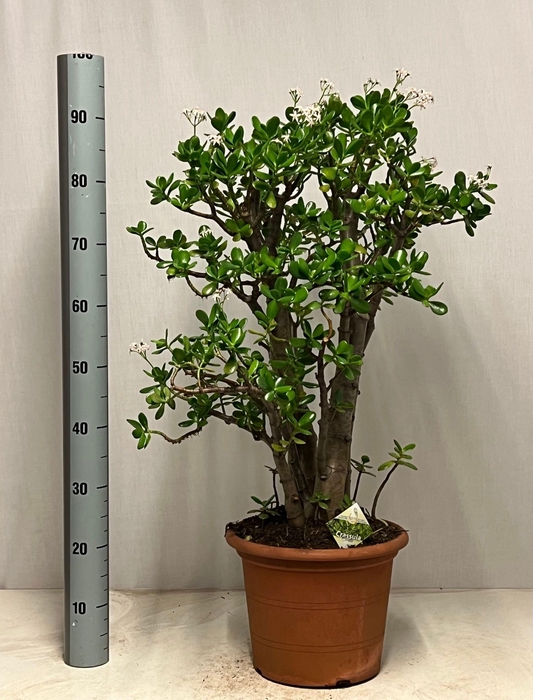 <h4>CRASS OVATA</h4>