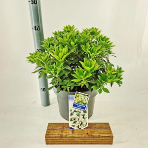 Pieris japonica Purity
