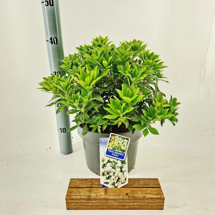 <h4>Pieris japonica Purity</h4>