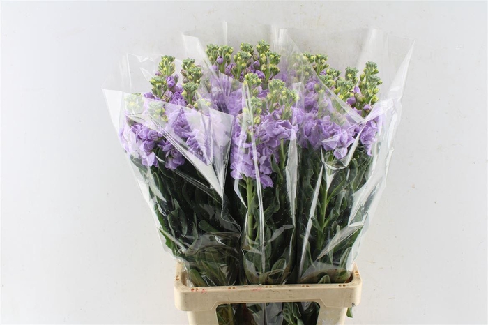 <h4>Matth Iron Lavendel</h4>