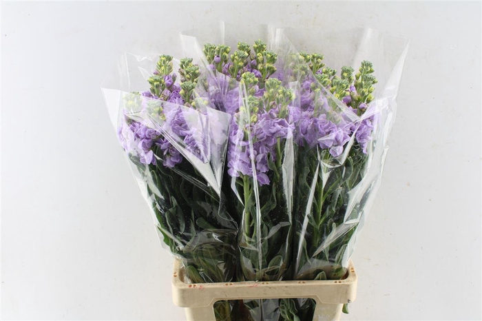 <h4>Matth Iron Lavendel</h4>