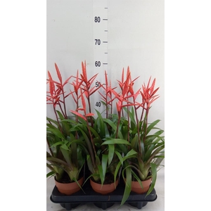 Vriesea  'Elan'