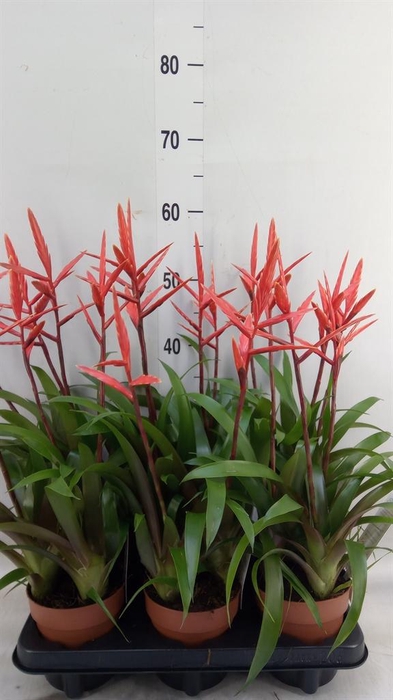 <h4>Vriesea  'Elan'</h4>