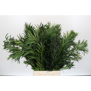Podocarpus (Per Bunch)