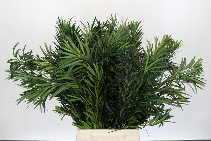 <h4>Podocarpus (Per Bunch)</h4>