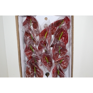 ANTHURIUM CHOCO 9/11 035 CM DIAM MIN 9 CM CHOCOLATE