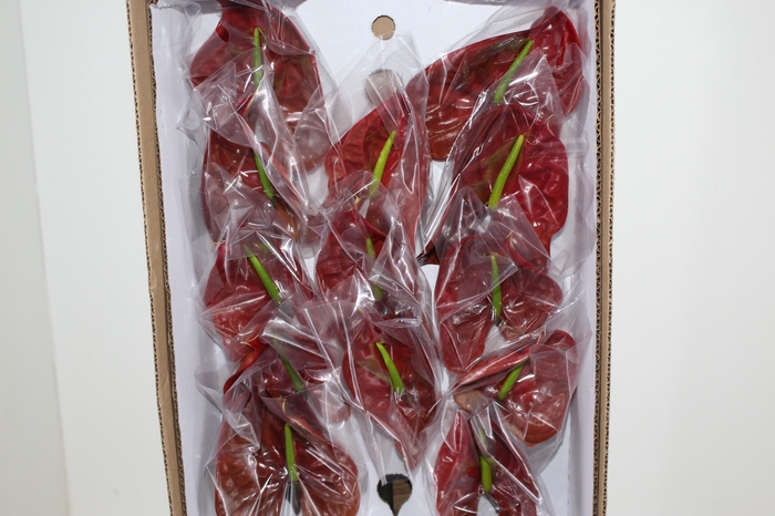 <h4>ANTHURIUM CHOCO 9/11 035 CM DIAM MIN 9 CM CHOCOLATE</h4>