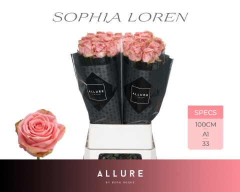 <h4>R GR SOPHIA LOREN ALLURE</h4>