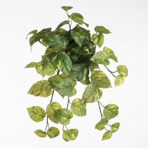 Af Hangplant Pothos Groen X12