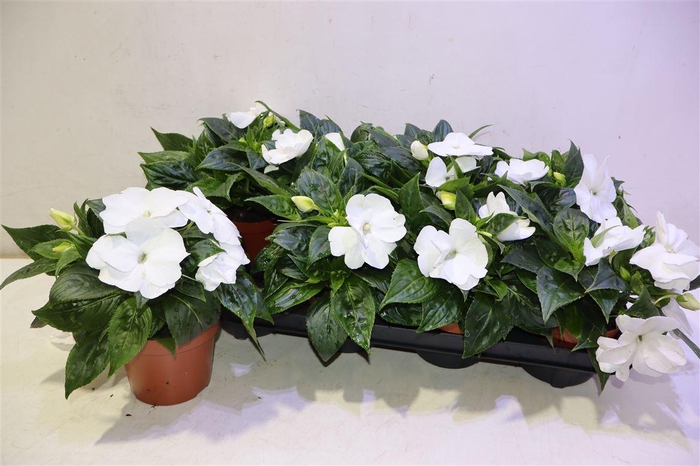 <h4>arr8 Impat Cp White</h4>