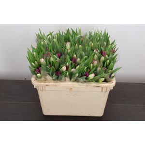 Tulipa si rainbow pastel (mixbunch)