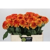 Dahlia American Sunset