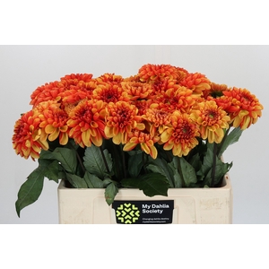 Dahlia American Sunset