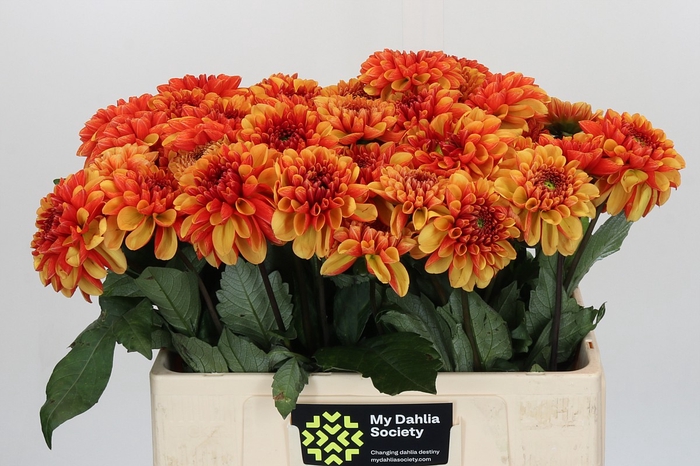 Dahlia American Sunset