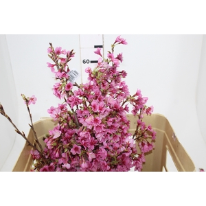FOLH CEREJEIRA JAPONESA