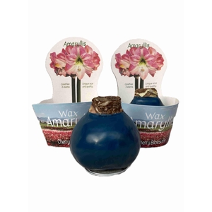 HIPPEASTRUM-HYBRID P14