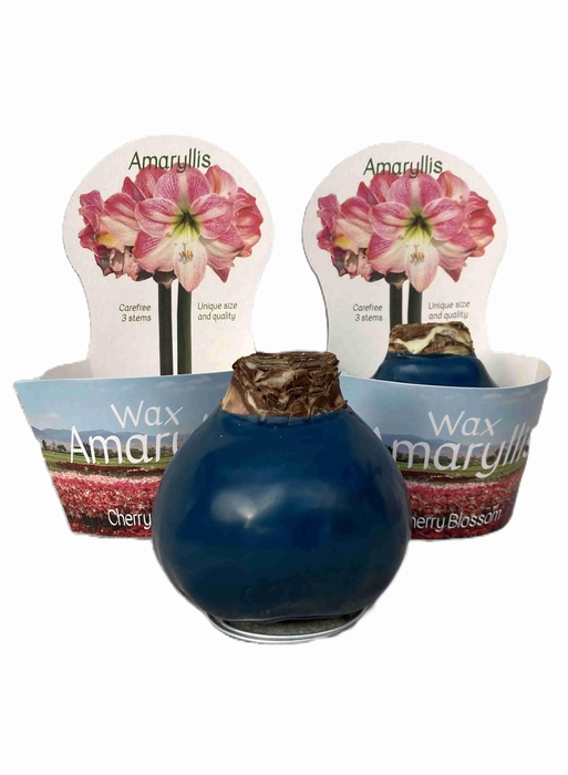 <h4>HIPPEASTRUM-HYBRID P14</h4>