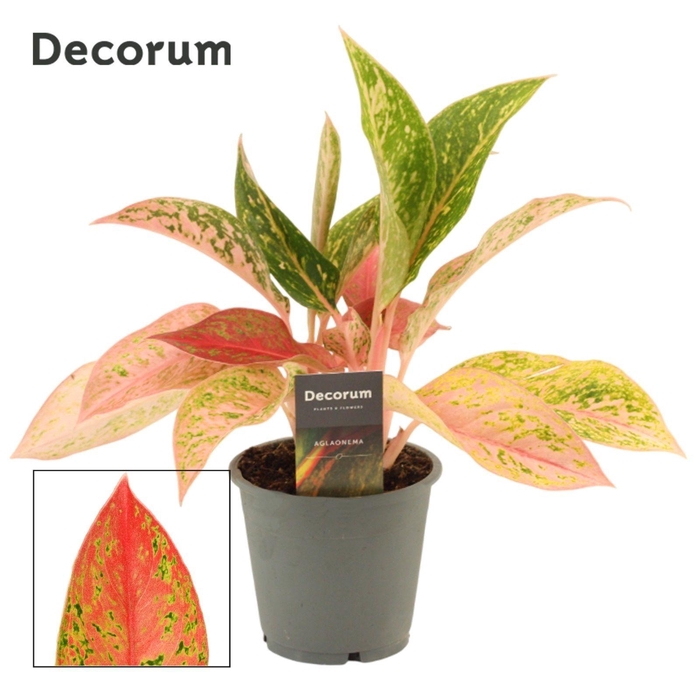 <h4>Aglaonema Prestige 12 cm (Decorum)</h4>