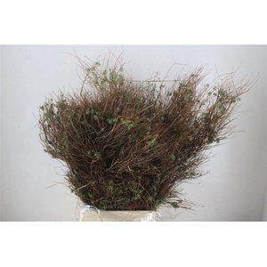 Euph Spinoza Long 500gr P Bunch