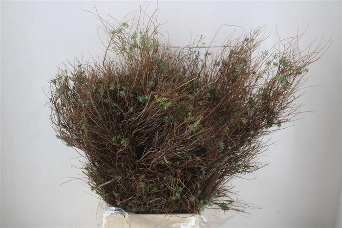 <h4>Euph Spinoza Long 500gr P Bunch</h4>