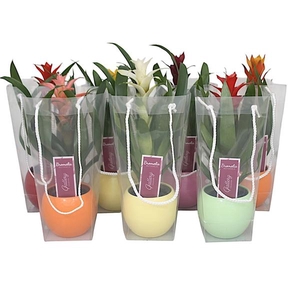 Guzmania gemengd in 5kl. bolpot in blanco draagtas
