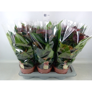 Anthurium andr. 'Essencia'