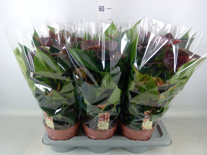 <h4>Anthurium andr. 'Essencia'</h4>
