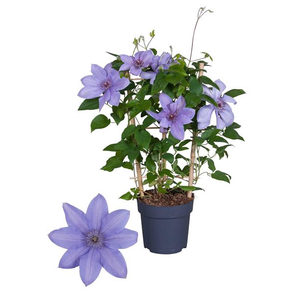 <h4>Clematis Boulevard Blue</h4>