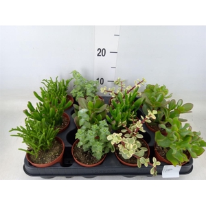 Crassula   ...mix