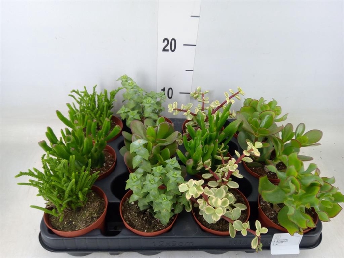 <h4>Crassula   ...mix</h4>