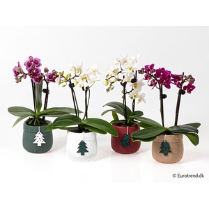 PHALAENOPSIS-HYBRID p6