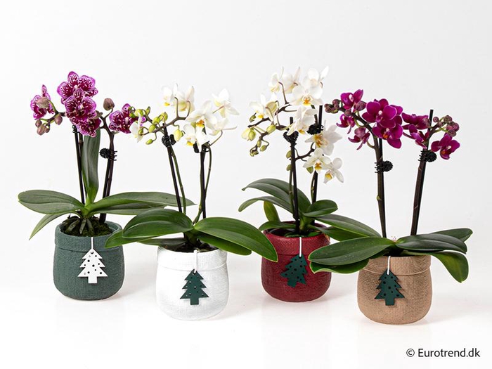 <h4>PHALAENOPSIS-HYBRID p6</h4>