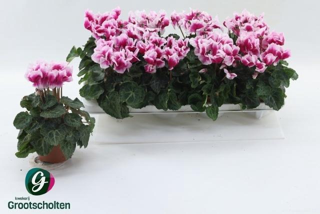 arr8 Cycl Md Abanico Purple White