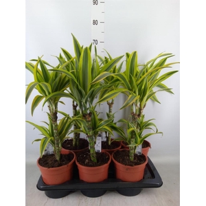 Dracaena fr de 'LemonLime'