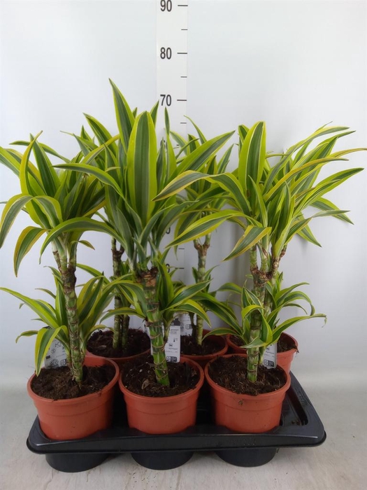 <h4>Dracaena fr de 'LemonLime'</h4>