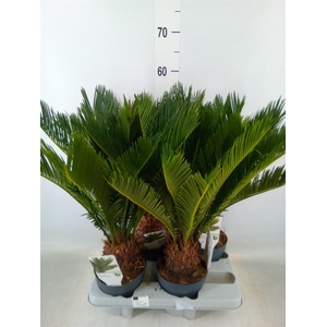 Cycas revoluta