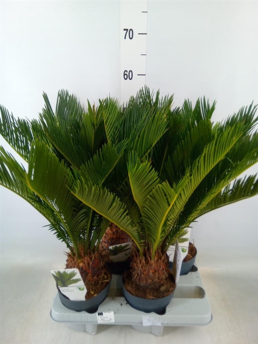 <h4>Cycas revoluta</h4>