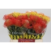 Nutans Mix 3 kleur