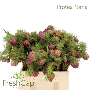 Protea Nana