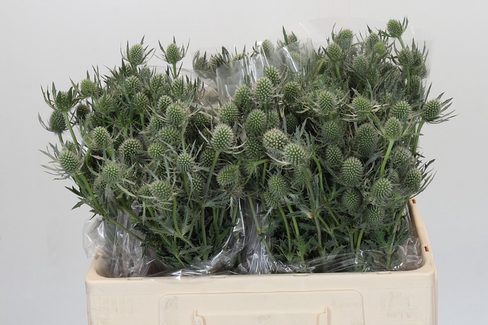 <h4>Eryngium Silver Dynamite</h4>