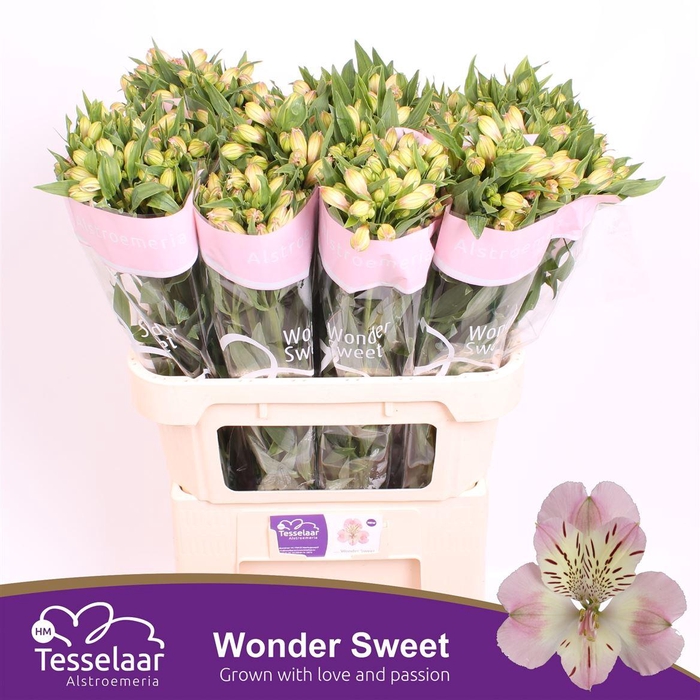 <h4>Alstroemeria Wonder Sweet</h4>