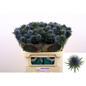 Eryngium 'Magnetar'
