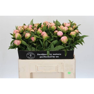 Paeonia sweet 16