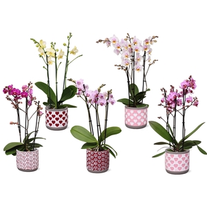 Phal. Multi 3-tak mix in keramiek BGC021